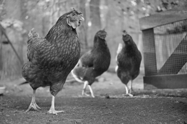 happy chickens